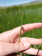 Schoenoplectus decipiens