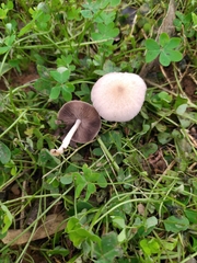Panaeolus papilionaceus