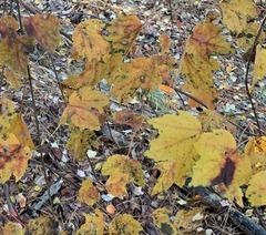 Acer leucoderme