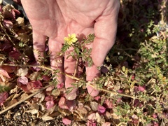 Tribulus terrestris