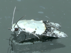 Tracholena sulfurosa