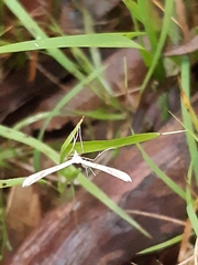 Stenoptilia zophodactylus