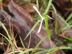 Stenoptilia zophodactylus