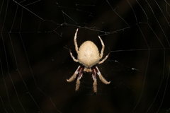 Hortophora