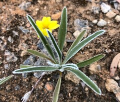 Goodenia willisiana