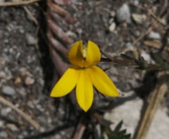 Monopsis lutea