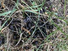 Odocoileus virginianus