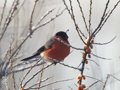 Pyrrhula pyrrhula
