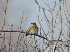 Turdus atrogularis