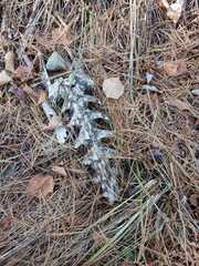 Odocoileus virginianus