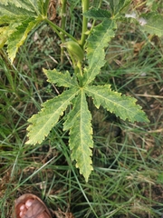 Abelmoschus esculentus