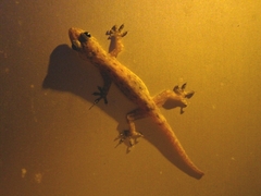 Hemidactylus garnotii
