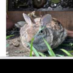 Lagomorpha