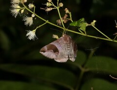 Bastilla solomonensis