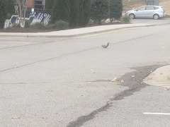 Sciurus carolinensis
