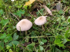 Panaeolus papilionaceus
