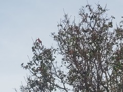 Cardinalis cardinalis