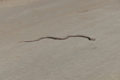 Pseudonaja aspidorhyncha