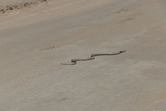 Pseudonaja aspidorhyncha