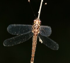 Suhpalacsa lyriformis