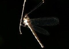 Suhpalacsa lyriformis