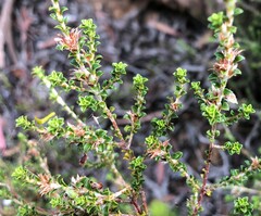 Pultenaea densifolia