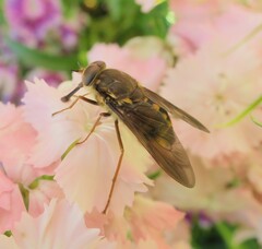 Scaptia