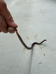 Cacophis squamulosus