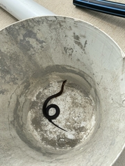 Cacophis squamulosus