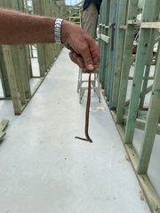 Cacophis squamulosus