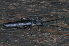 Austroperla cyrene