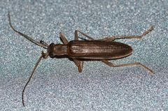 Baculipalpus strigipennis