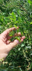 Lathyrus tuberosus
