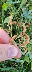 Lathyrus tuberosus