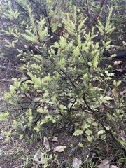 Leptecophylla juniperina