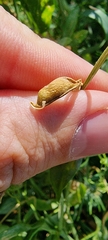 Lathyrus tuberosus