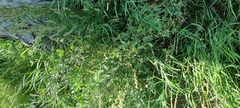 Lathyrus tuberosus