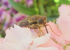 Scaptia