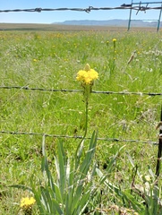 Bulbine narcissifolia