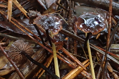 Gymnopus fuscopurpureus