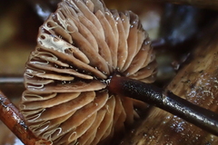 Gymnopus fuscopurpureus