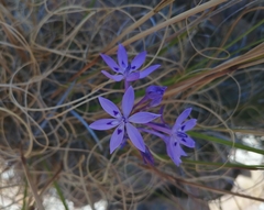 Thereianthus spicatus