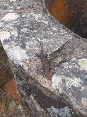 Trachylepis
