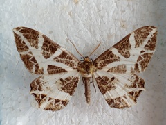 Mesastrape fulguraria