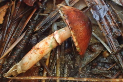 Lepiota flammeotincta
