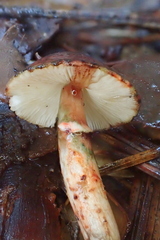 Lepiota flammeotincta
