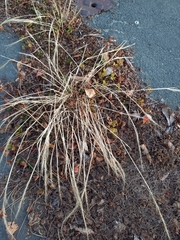 Festuca myuros