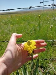 Bulbine narcissifolia