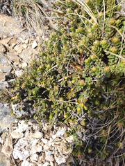 Pimelea mesoa mesoa