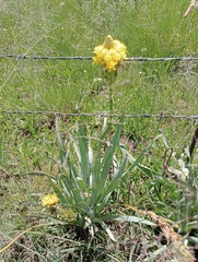 Bulbine narcissifolia
